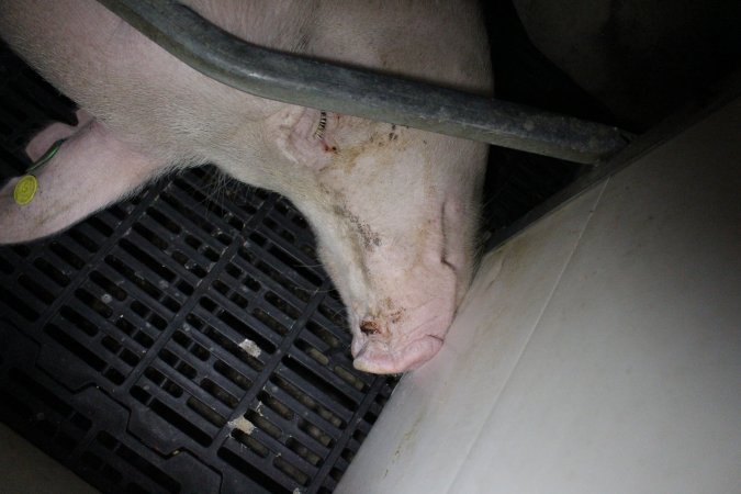 Farrowing crates at Sheaoak Piggery SA