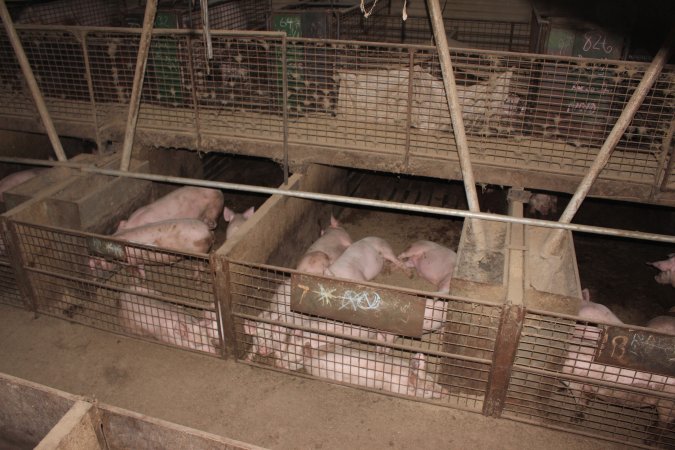 Grower pens underneath farrowing crates