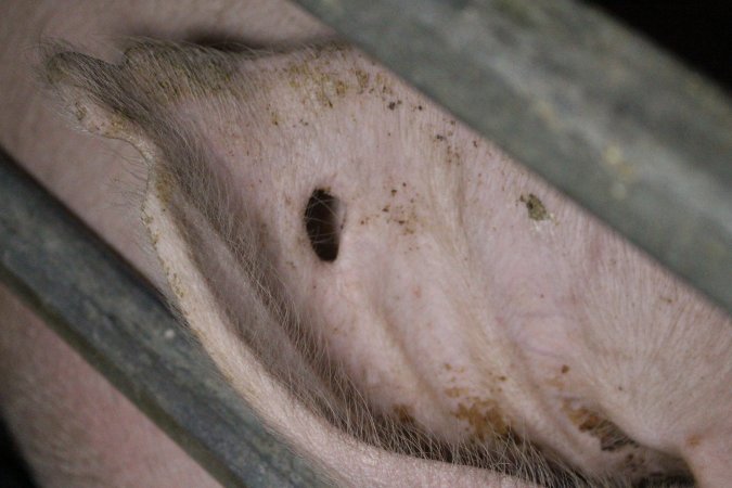Farrowing crates at Sheaoak Piggery SA