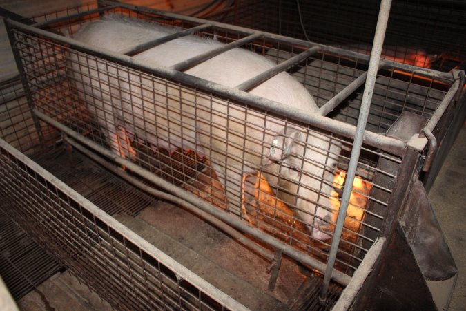 Farrowing crates at Willawa Piggery NSW