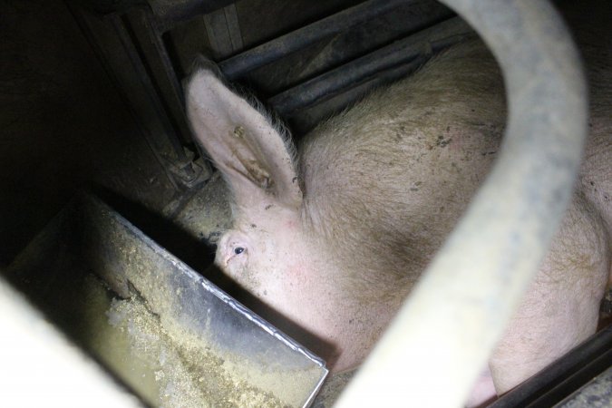 Farrowing crates at Deni Piggery NSW