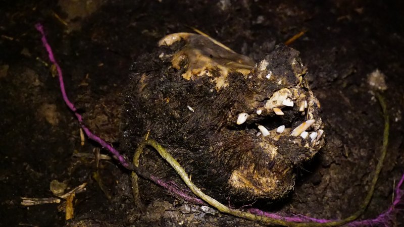 Skull on dead pile