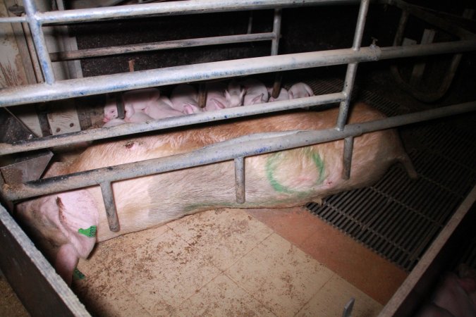 Farrowing crates at Girgarre Piggery VIC
