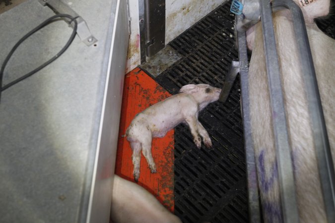 Farrowing crates at Mindarra Piggery WA