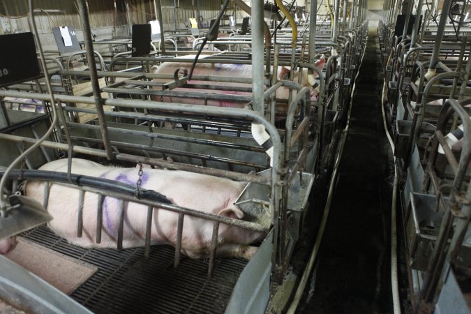 Farrowing crates at Nambeelup Piggery WA