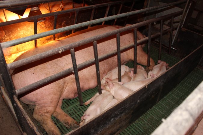 Farrowing crates at Bungowannah Piggery NSW