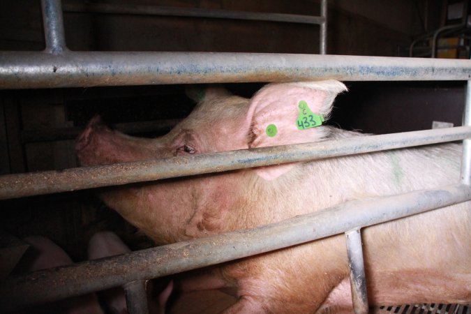 Farrowing crates at Girgarre Piggery VIC
