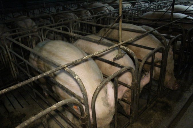 Sow stalls at Dublin Piggery SA