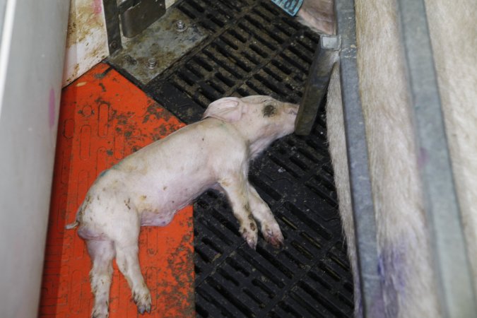 Farrowing crates at Mindarra Piggery WA