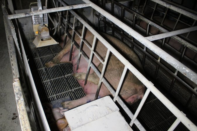 Farrowing crates at Huntly Piggery NSW