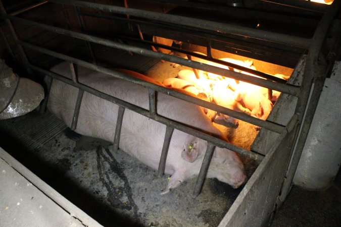 Farrowing crates at Deni Piggery NSW