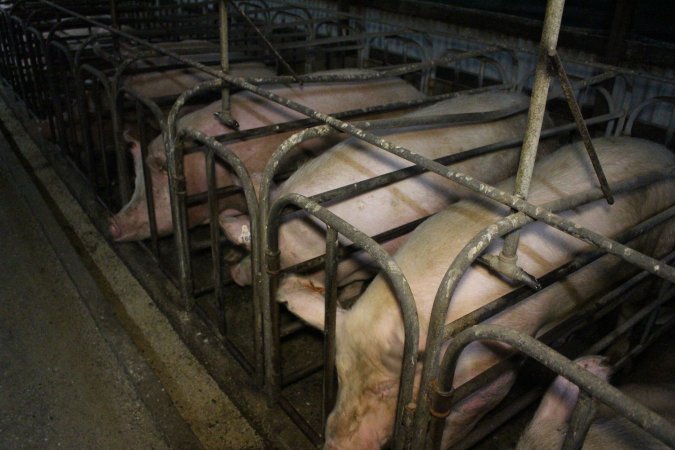 Sow stalls at Dublin Piggery SA