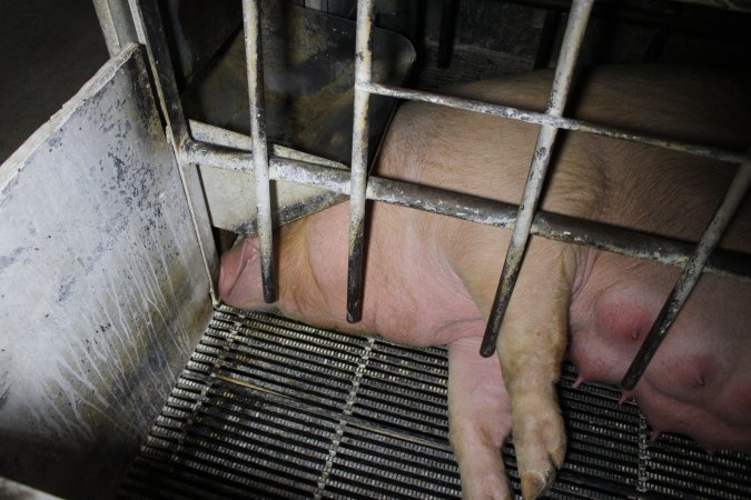 Farrowing crates at Huntly Piggery NSW