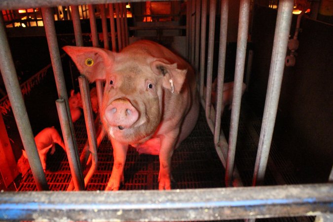 Farrowing crates at Wasleys Tailem Bend Piggery SA