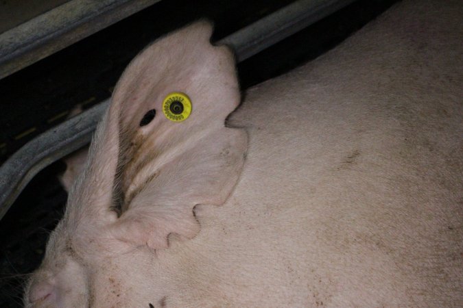Farrowing crates at Sheaoak Piggery SA