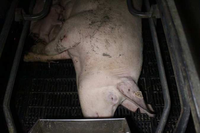 Farrowing crates at Sheaoak Piggery SA