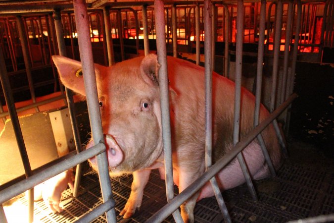 Farrowing crates at Wasleys Tailem Bend Piggery SA