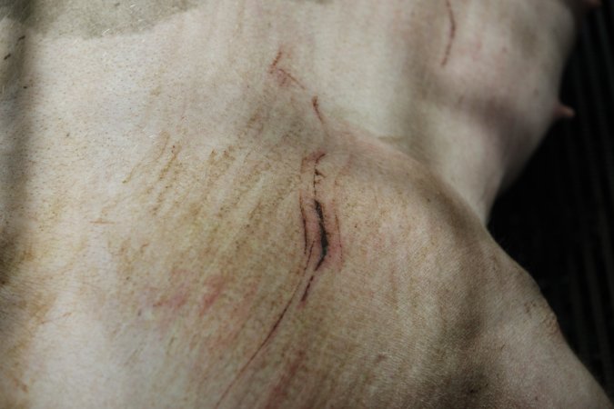 Sow with cuts and scratches