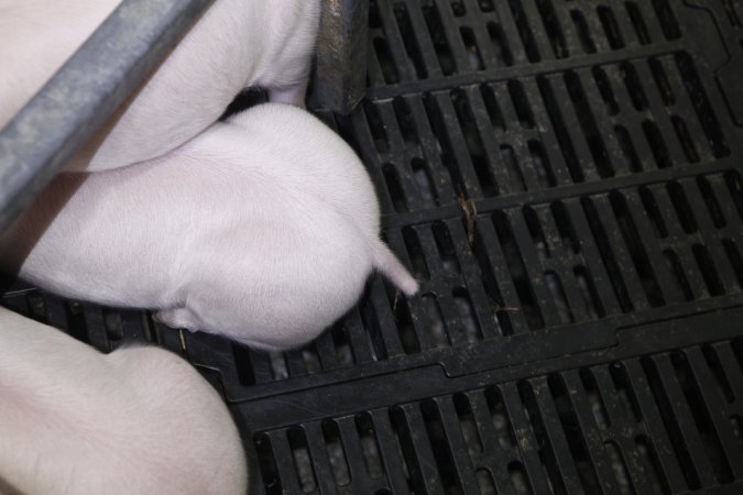 Farrowing crates at Mindarra Piggery WA