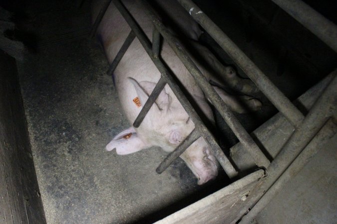 Farrowing crates at Deni Piggery NSW