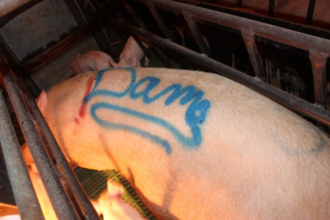 Farrowing crates at Bungowannah Piggery NSW