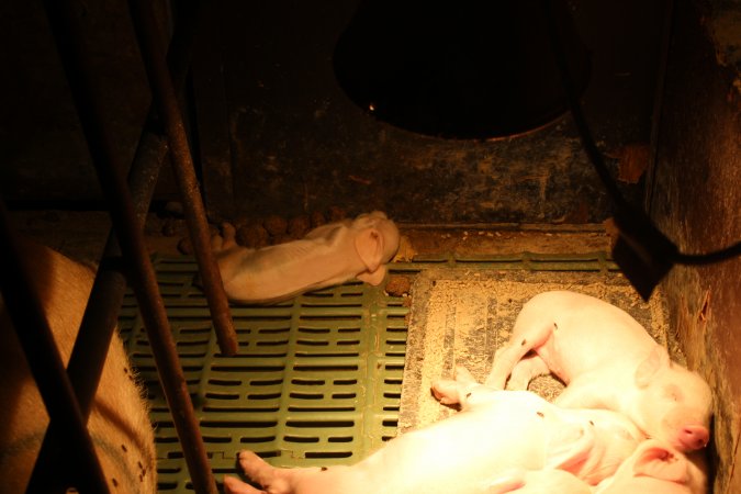 Farrowing crates at Bungowannah Piggery NSW