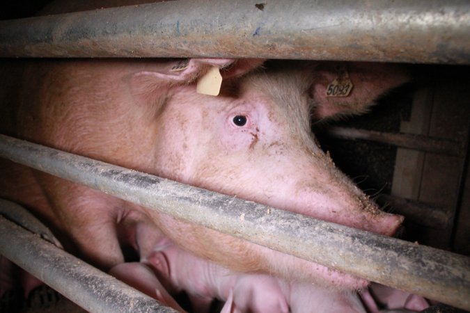 Farrowing crates at Girgarre Piggery VIC