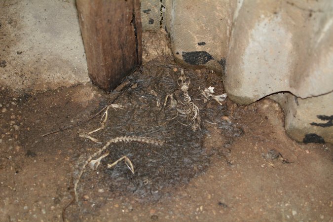 Bones of dead rats in farrowing shed