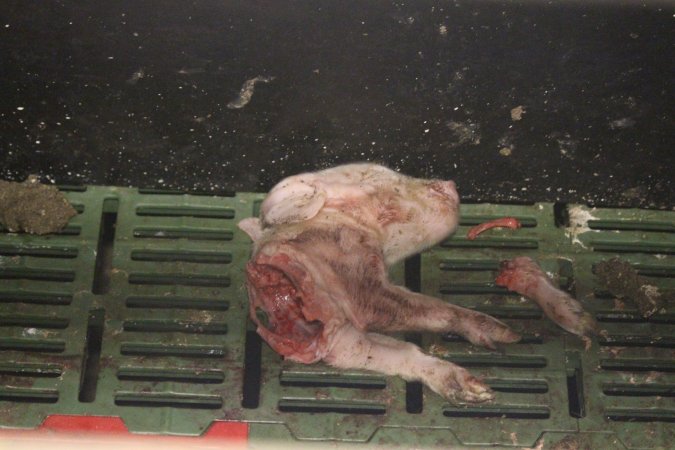 Half-eaten piglet
