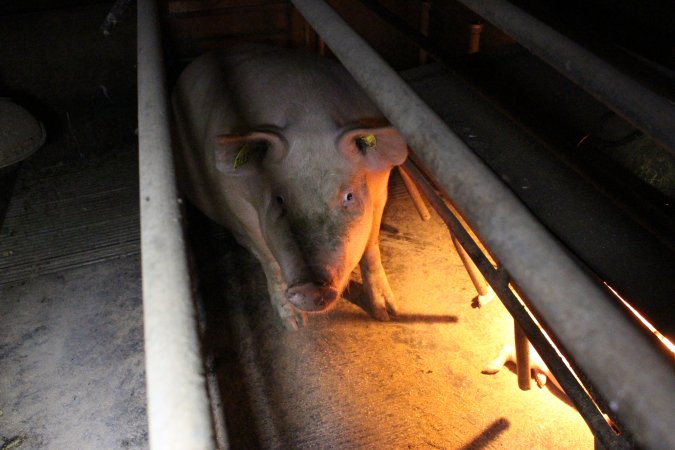 Farrowing crates at Deni Piggery NSW