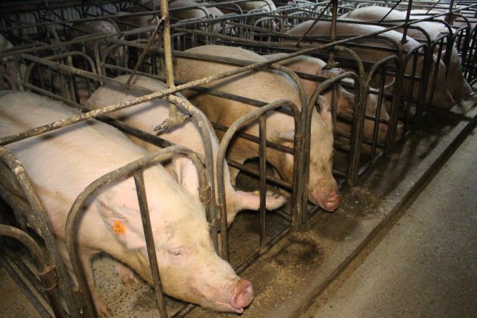 Sow stalls at Dublin Piggery SA