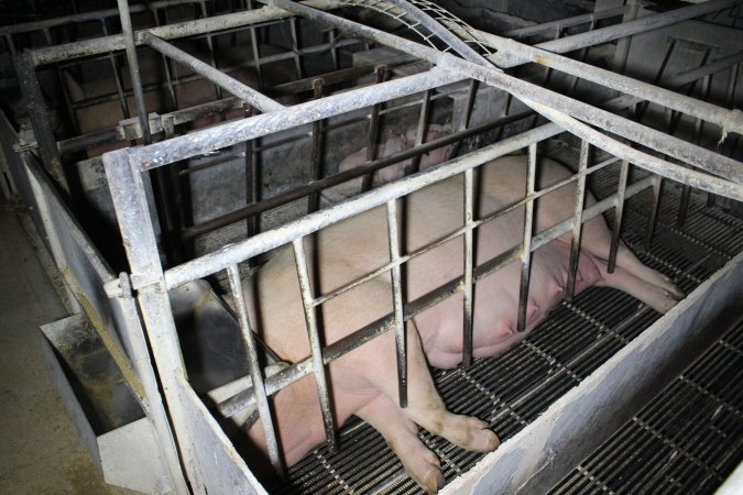 Farrowing crates at Huntly Piggery NSW