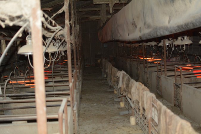 Farrowing crates at Korunye Park Piggery SA