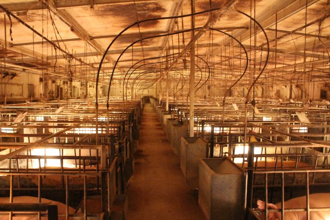 Looking down aisle of farrowing shed