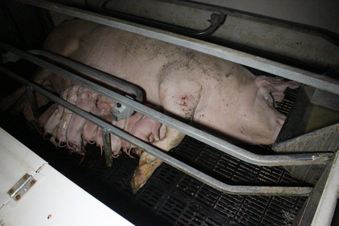 Farrowing crates at Sheaoak Piggery SA