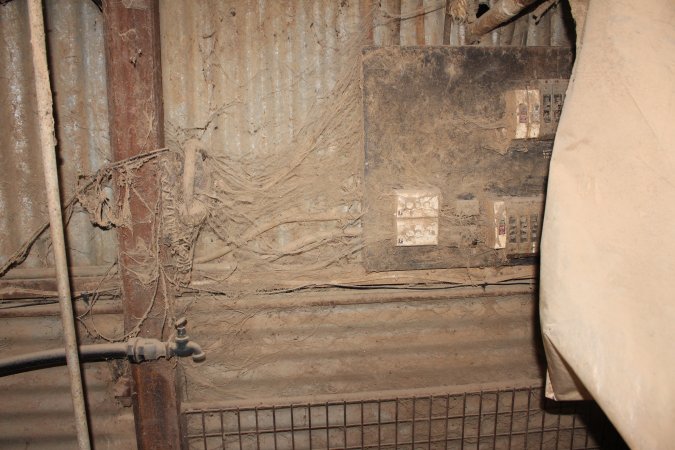 Farrowing crates at Willawa Piggery NSW