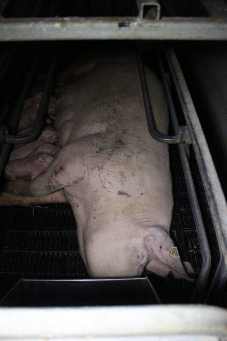 Farrowing crates at Sheaoak Piggery SA