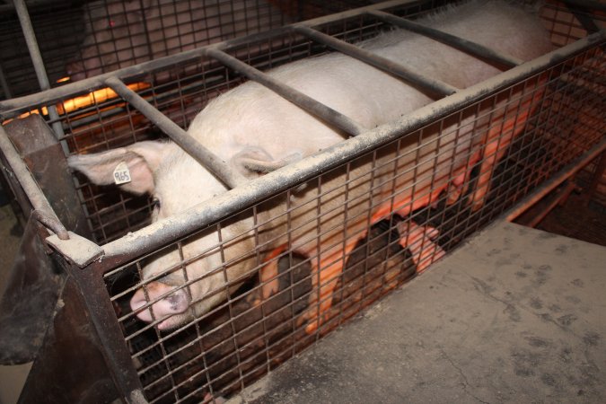 Farrowing crates at Willawa Piggery NSW