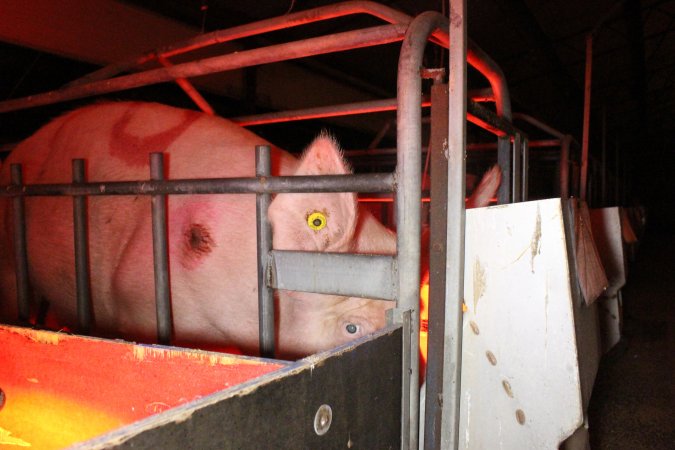 Farrowing crates at Wasleys Tailem Bend Piggery SA