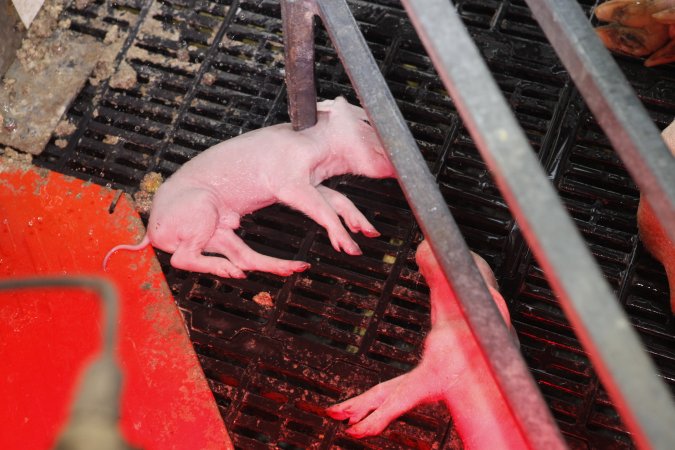 Farrowing crates at Mindarra Piggery WA