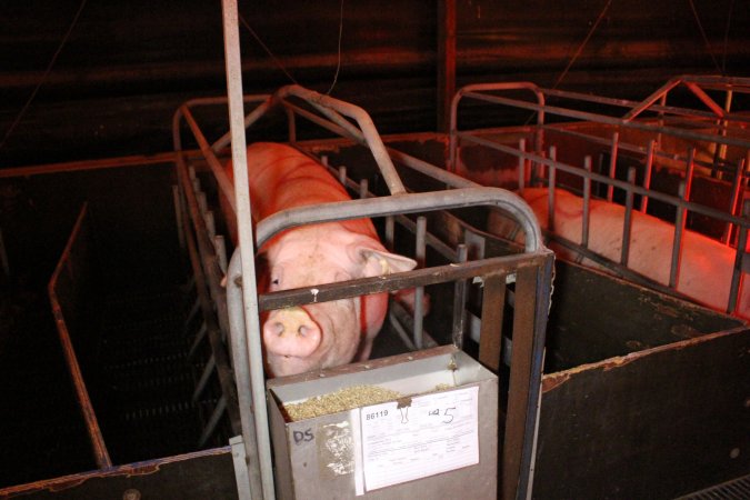 Farrowing crates at Wasleys Tailem Bend Piggery SA