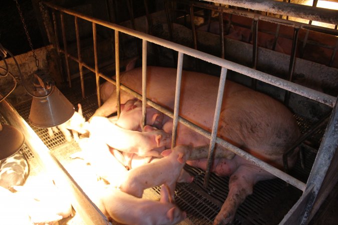 Farrowing crates at St Arnaud Piggery VIC