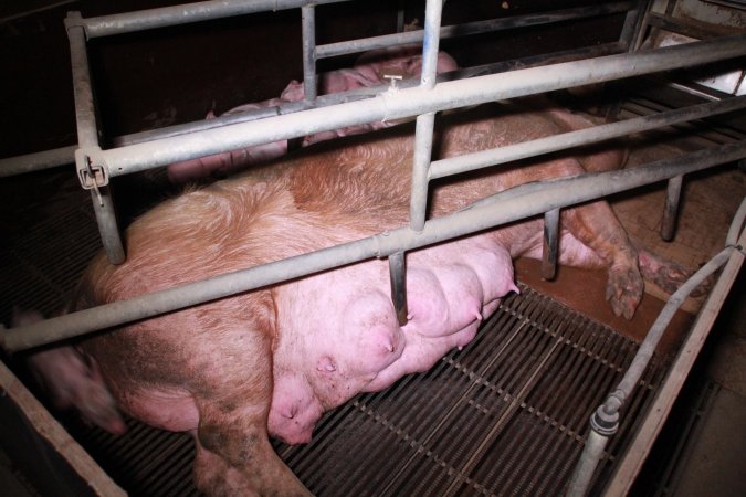 Farrowing crates at Girgarre Piggery VIC