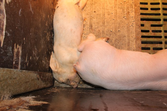 Farrowing crates at Bungowannah Piggery NSW