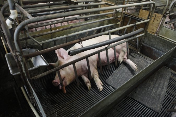 Farrowing crates at Nambeelup Piggery WA