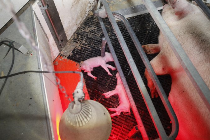 Farrowing crates at Mindarra Piggery WA