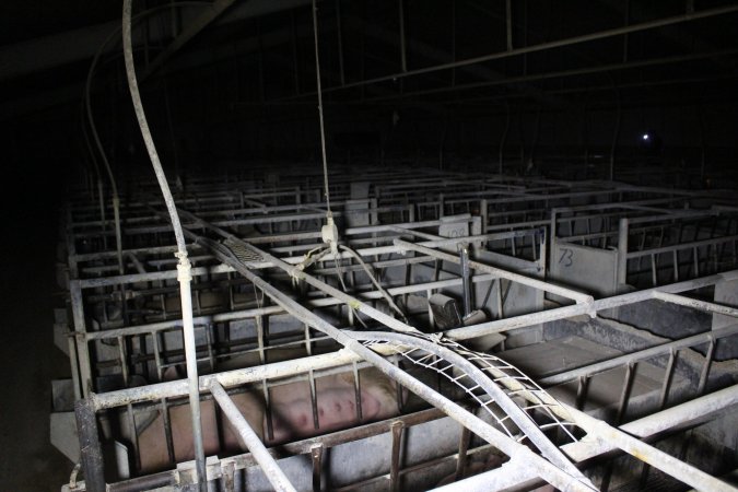 Farrowing crates at Huntly Piggery NSW