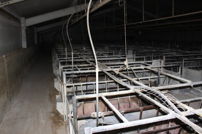 Farrowing crates at Huntly Piggery NSW