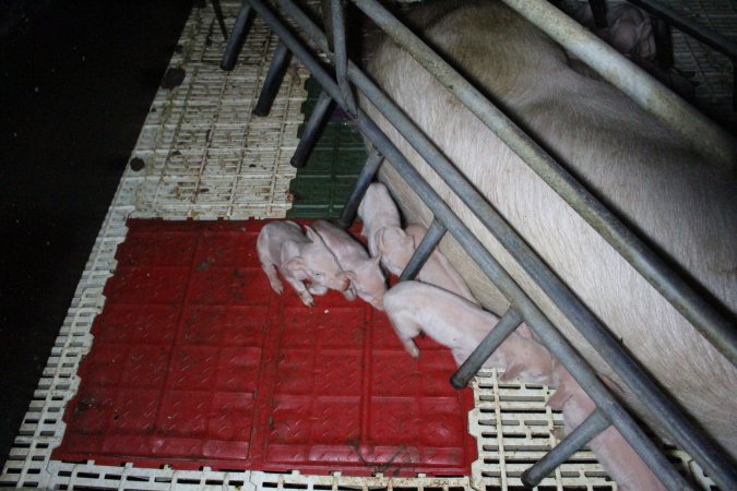 Farrowing crates at Dublin Piggery SA