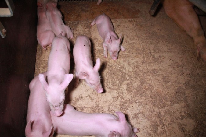 Farrowing crates at Girgarre Piggery VIC